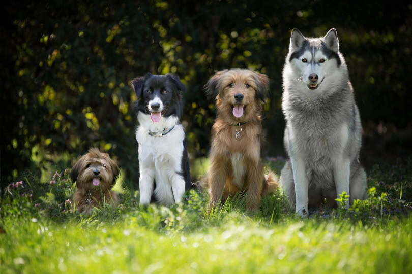 Dogs_Marta Reinartz_Pixabay