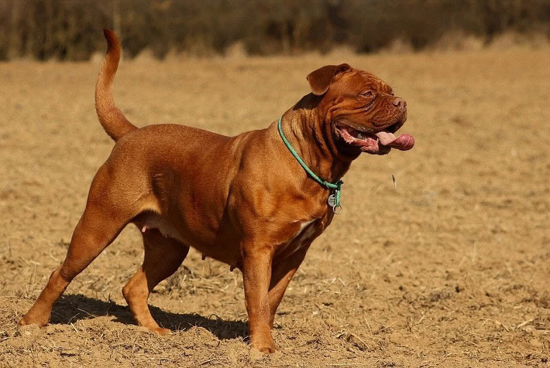 Dogue de Bordeaux