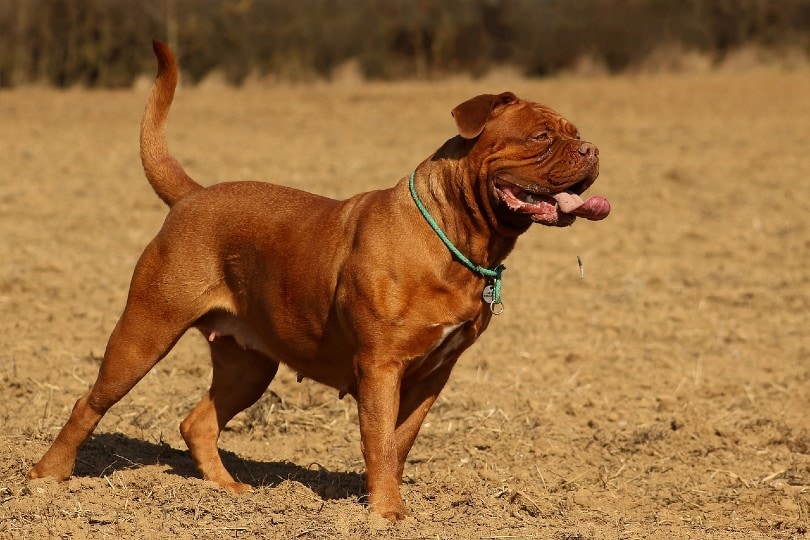 Dogues De Bordeaux