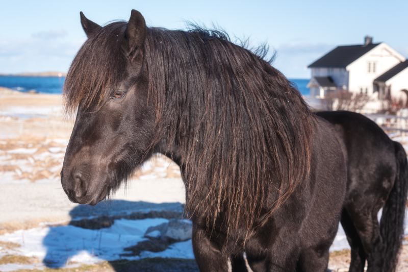 Dolehest Horse (Dole Gudbrandsdal)