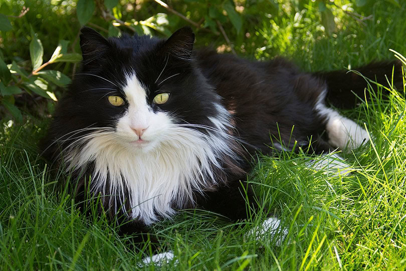 Domestic Longhair Cat