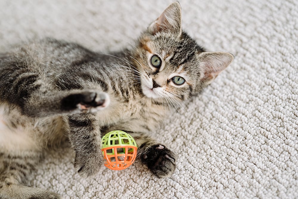 Domestic Medium Hair Cat Playin WIth Toy_Cavan Images_Shutterstock