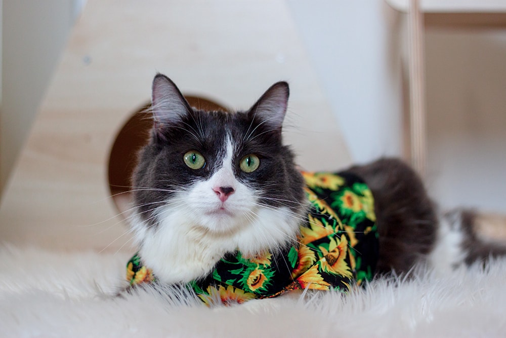 Domestic Medium Hair Cat_Surapong_Shutterstock