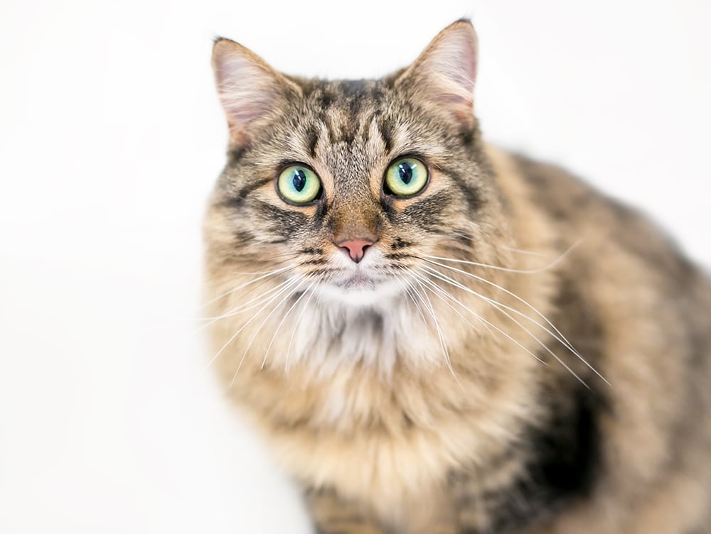 Domestic Medium Haired Cat_Mary Swift_Shutterstock
