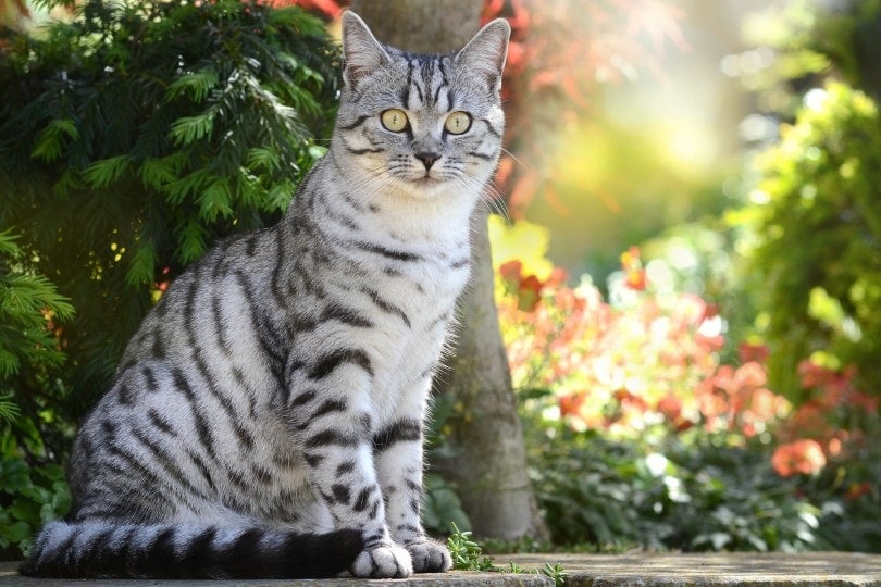 Domestic Shorthair