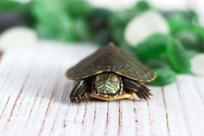 Domestic aquatic green slider turtle sleeps on green pieces of glass