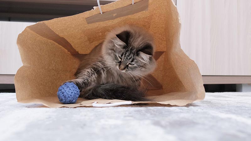 Domestic cat playing at home and hiding in paper bag