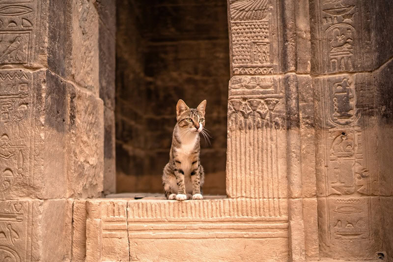 Domestic cat sitting in the Luxor Temple in Egypt