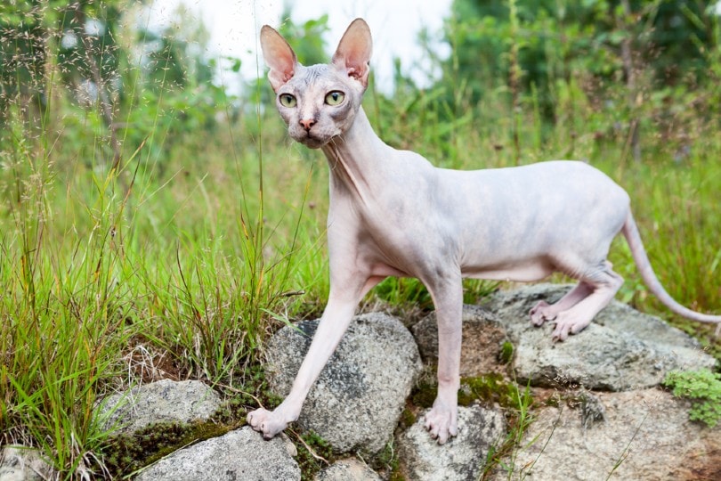 Donskoy cat standing on stones