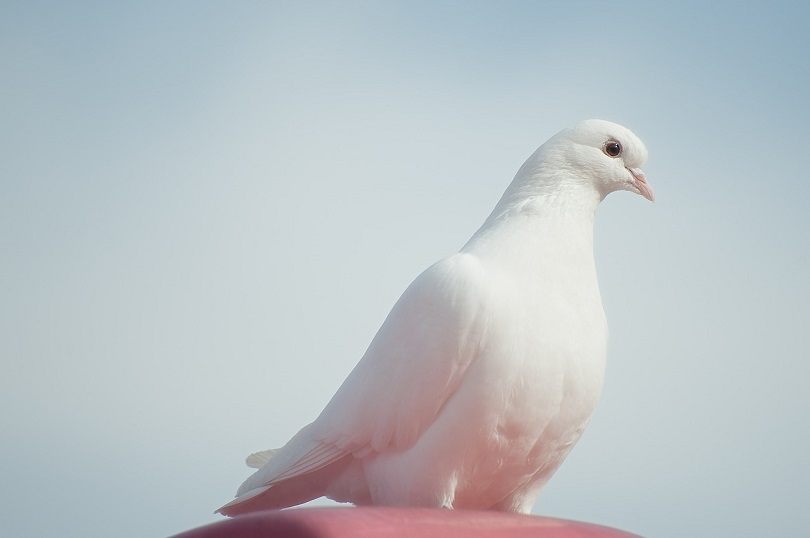 Dove-pixabay