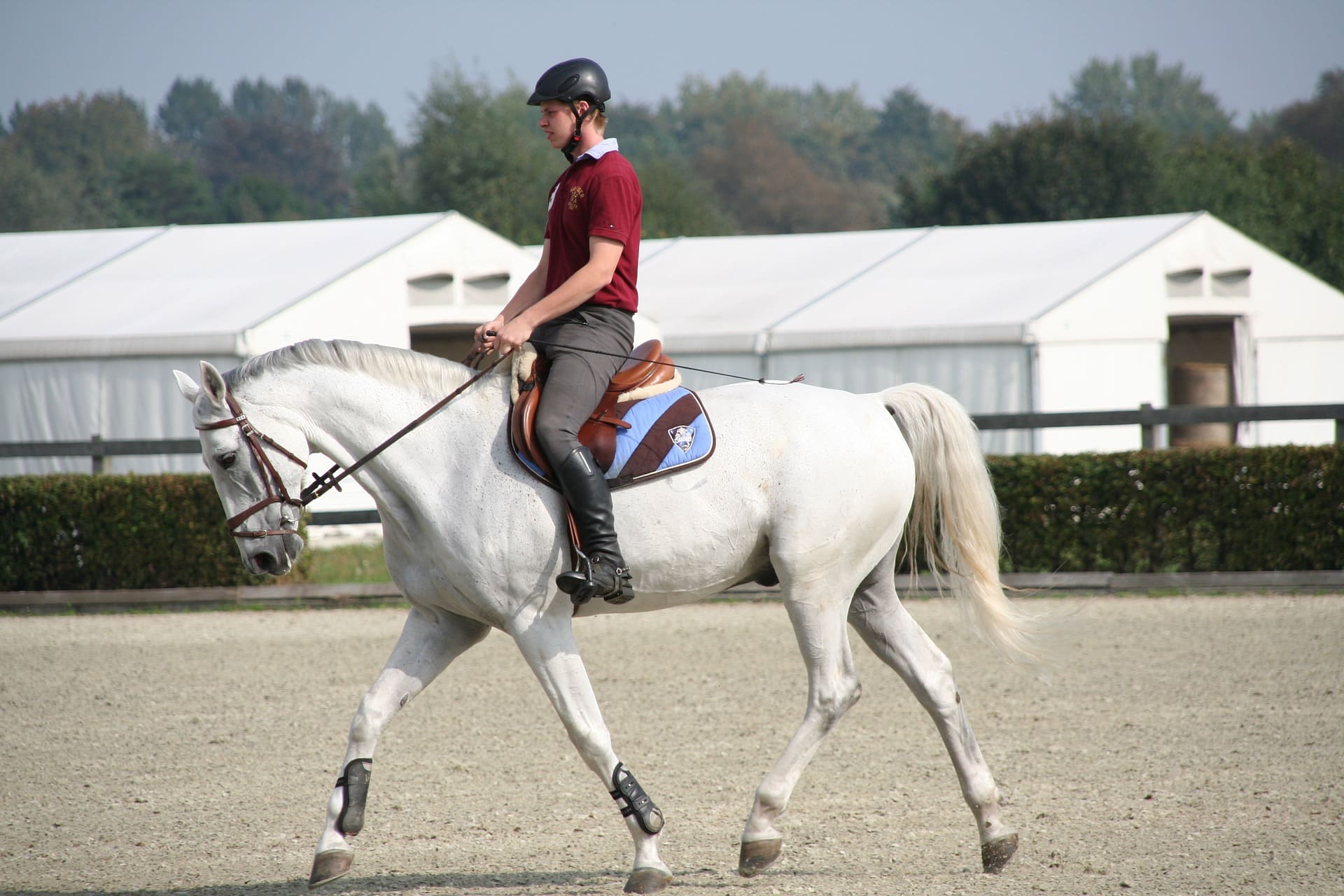 Dressage horse
