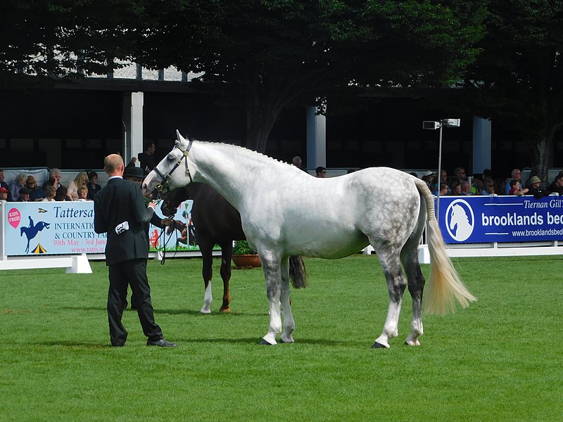DublinHorseShow2017 CappaCasanova IrishDraught Conformation