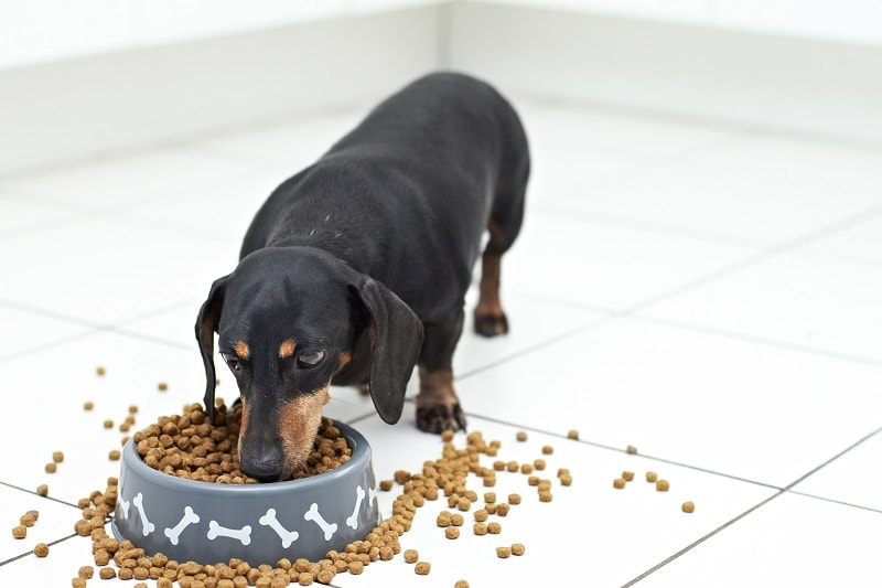 Duchshund Food