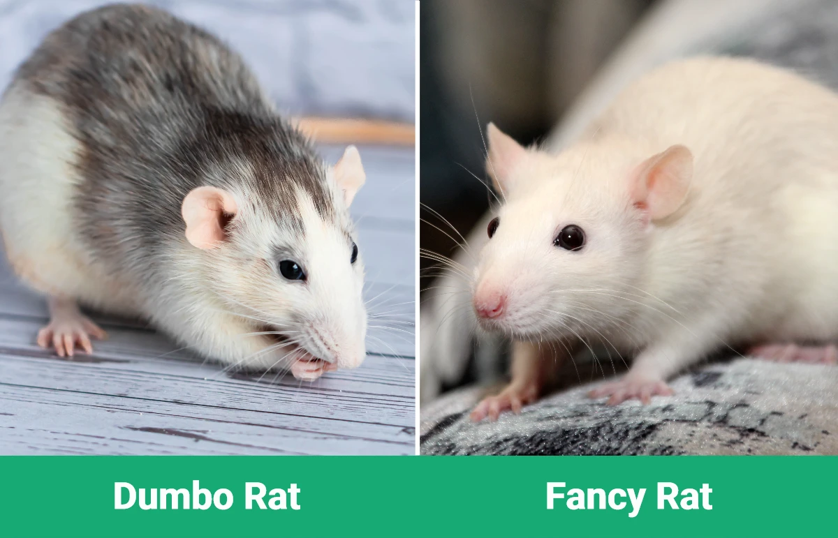 Dumbo vs Fancy Rat - Visual Differences