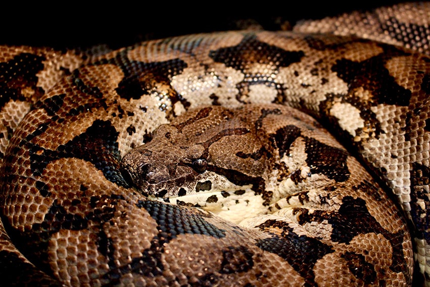 Dumeril's Boa