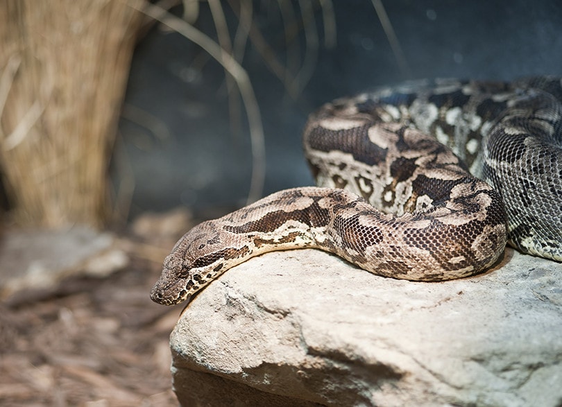 Dumeril's Boa