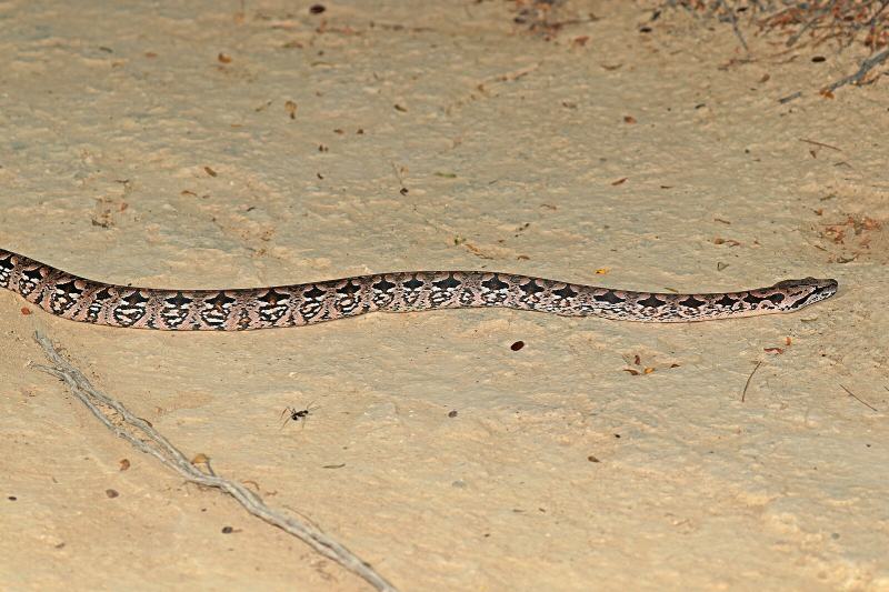 Dumeril's boa (Acrantophis dumerili)
