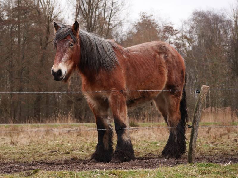 Dutch Draft horse standing in the field