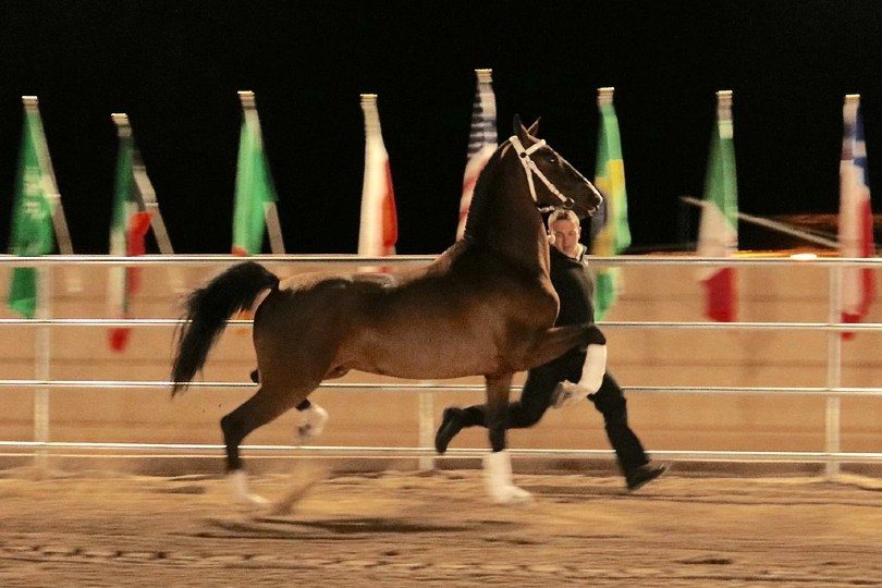 Dutch Harness horse