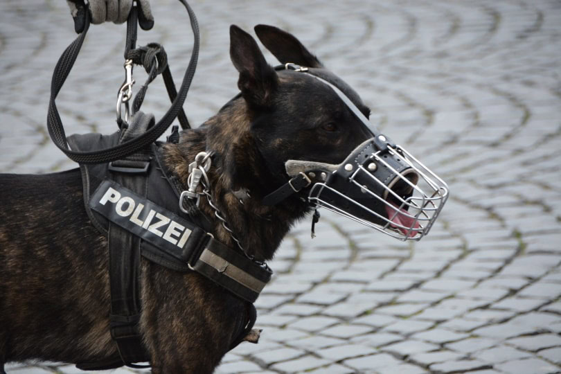 Dutch shepherd dog_Piqsels