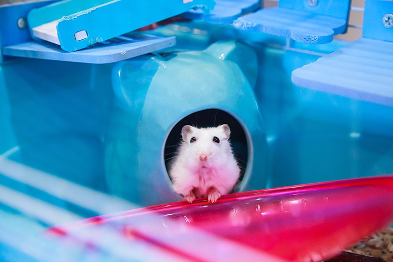 Dwarf Winter White Hamster inside the cage
