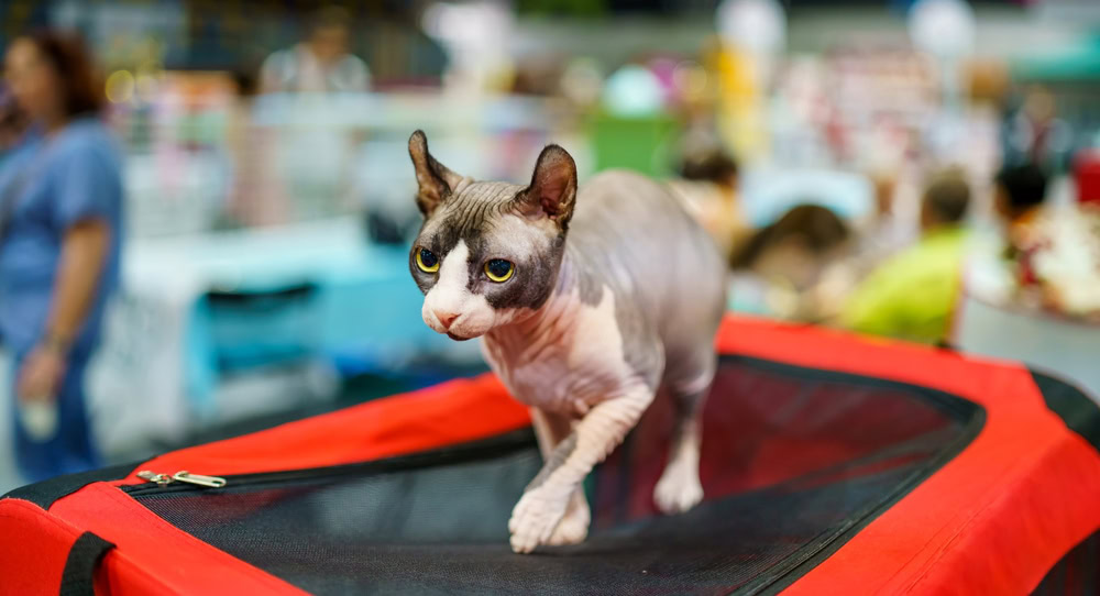 Dwelf Cat on a black and red surface