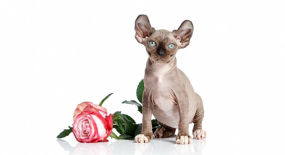Dwelf kitten