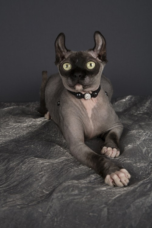 Dwelf Cat