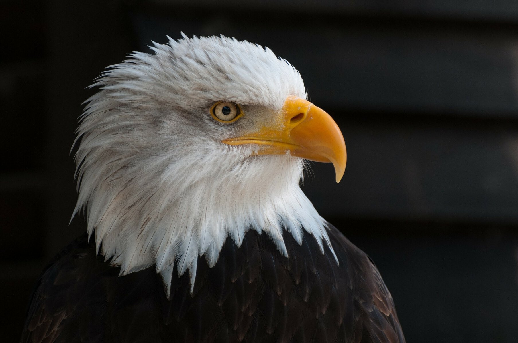 Eagle_Pixabay