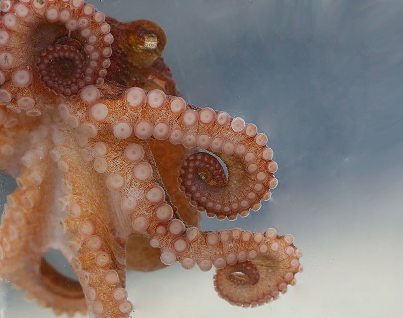 East Pacific Red Octopus - Octopus rubescens