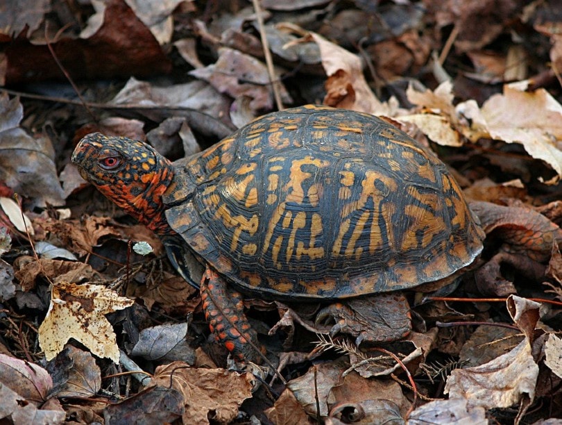 Eastern Box Turtle