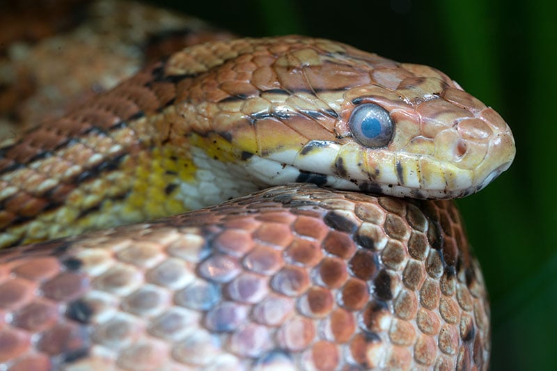 Eastern Corn Snake (Pantherophis guttatus)