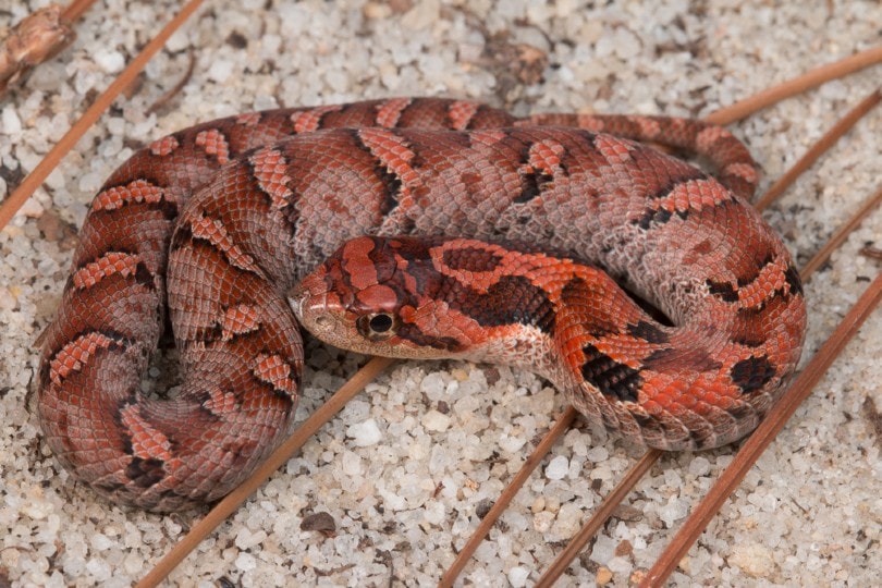 Eastern Hognose Snake