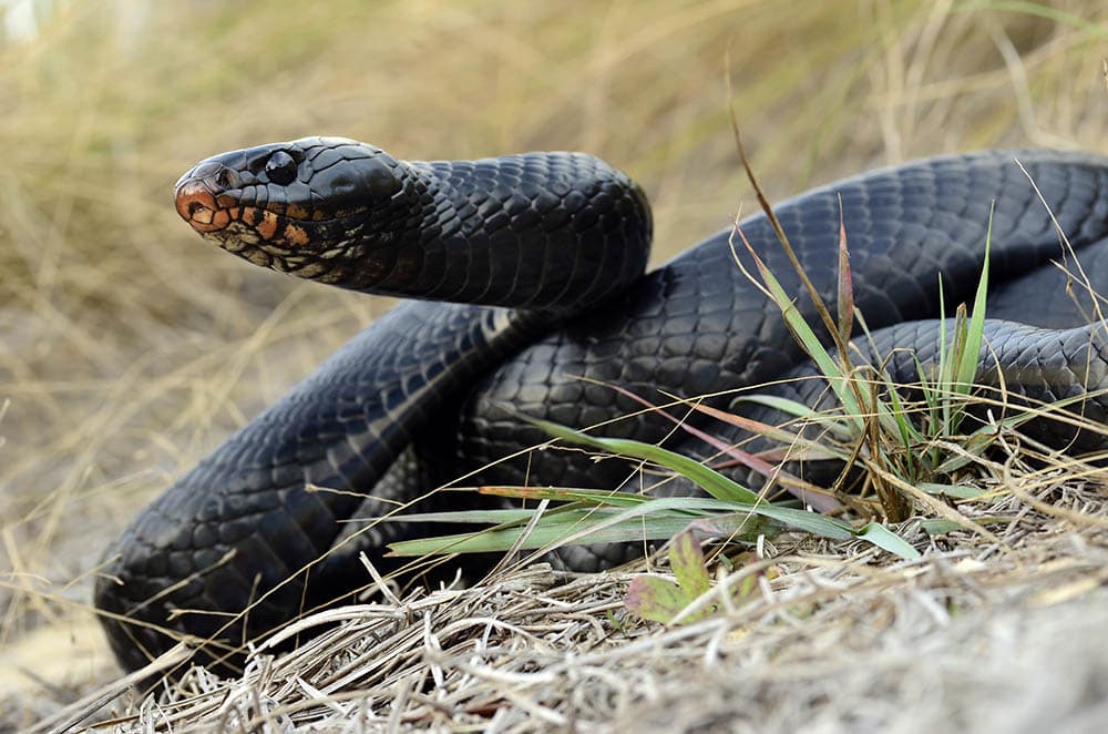 Eastern indigo snake