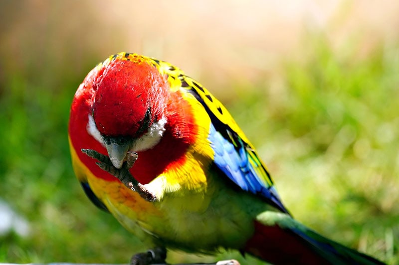 Eastern Rosella bird