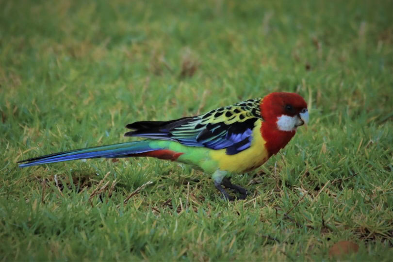Eastern Rosella in the grass