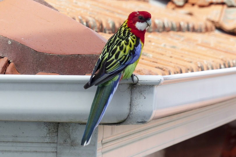 Eastern Rosella on the roof