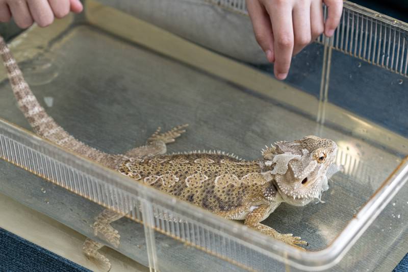 Eastern bearded dragon