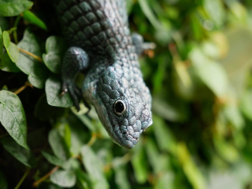 Eastern blue-tongued skink_Posypano_shutterstock