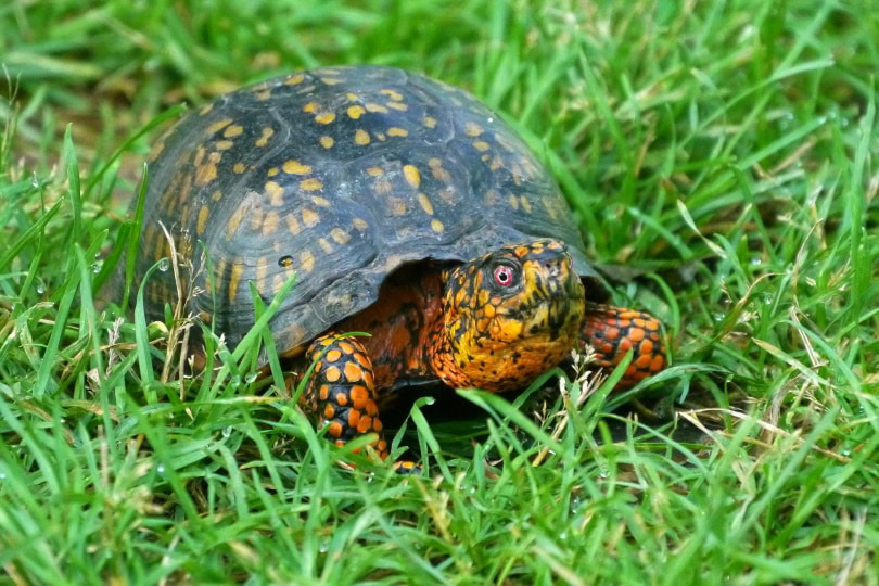 Eastern box turtle crawling_Piqsels