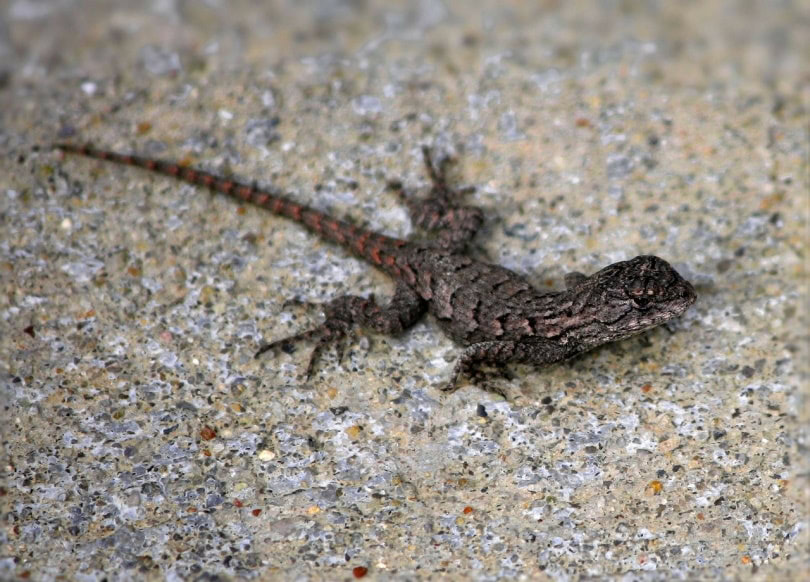 Eastern fence lizard