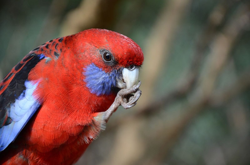 Eastern rosella