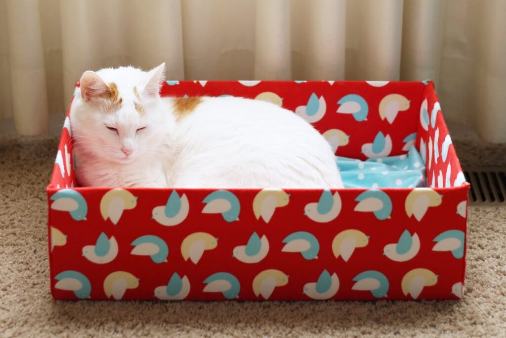 Easy and Stylish Cardboard Box Cat Bed