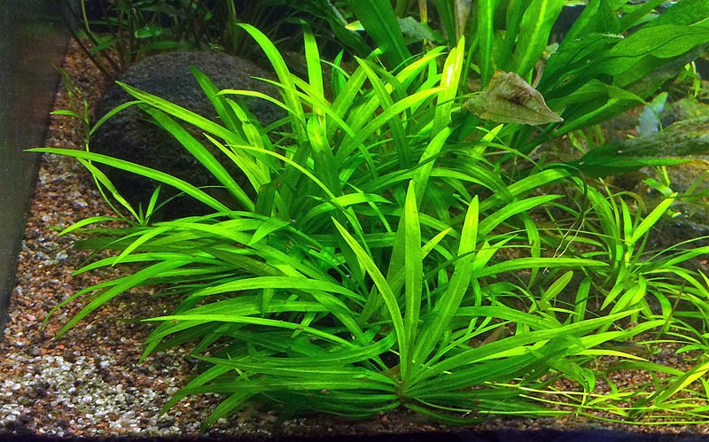 Echinodorus