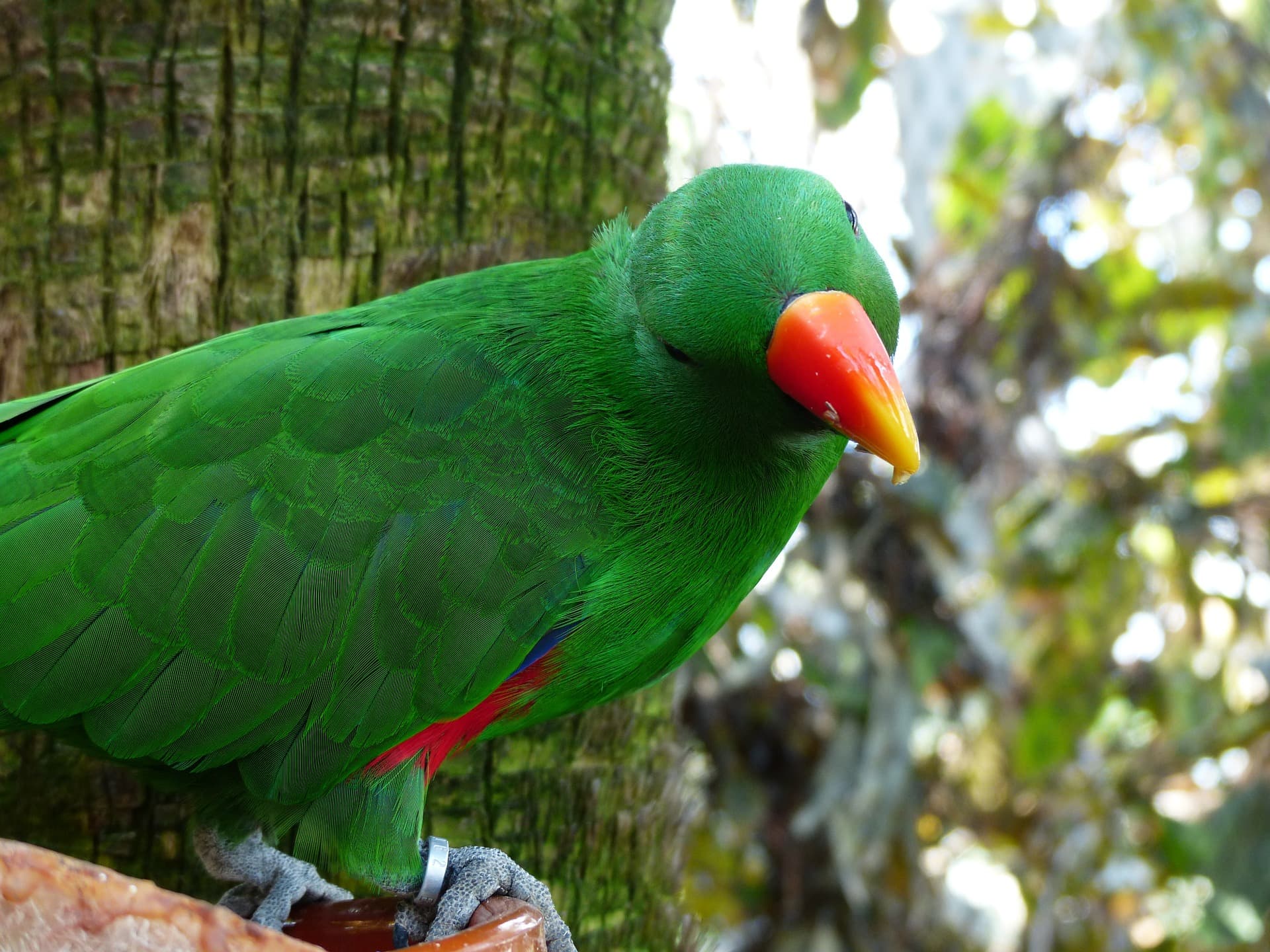 Eclectus Parrot_Pixabay copy
