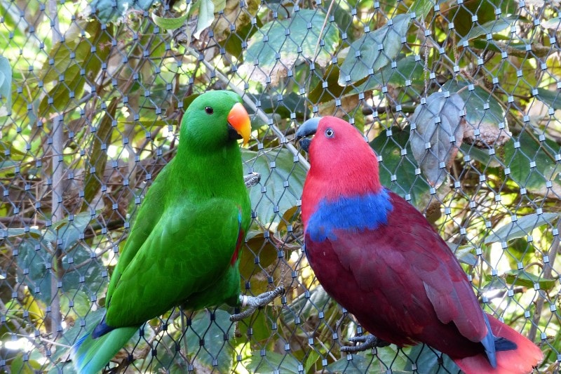 Eclectus Parrots