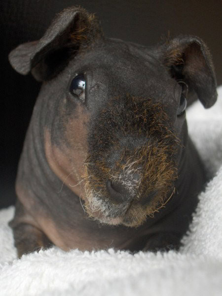 Een goudagouti skinny pig-Commons Wikimedia