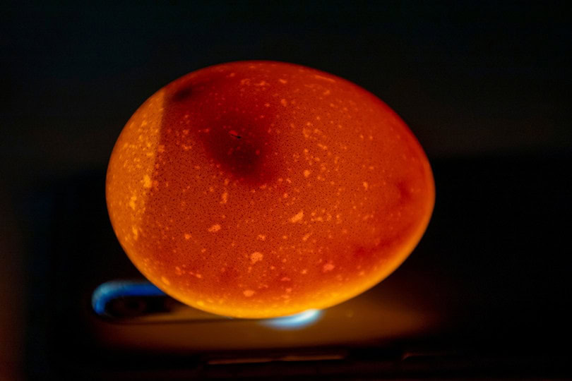 Egg Candling