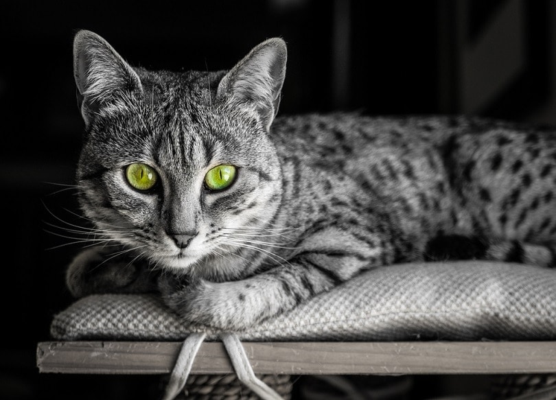 Egyptian Mau cat