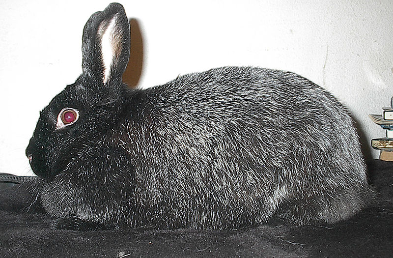 Eithel black silver fox rabbit doe